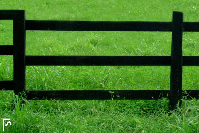 Fence and grass