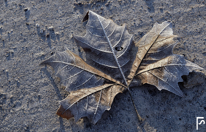 The frozen leaf