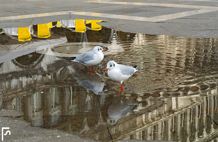 Four steps in St. Mark's square