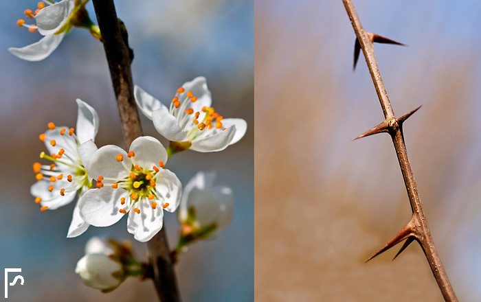 The gentle side of life