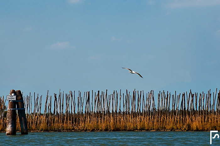 The bird and the nets